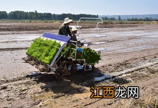 水稻可以机器插秧吗