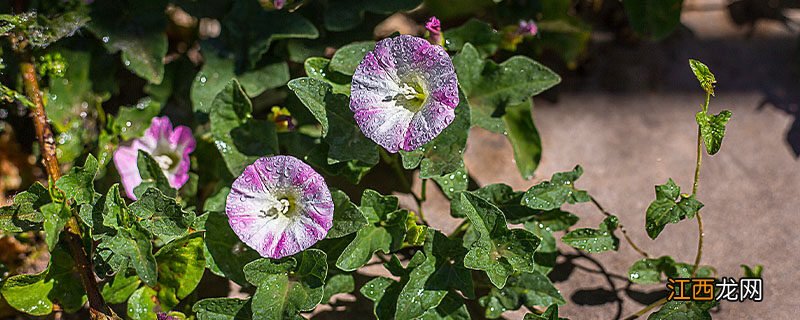 牵牛花是怎样向上爬的呢 牵牛花是怎样向上爬的