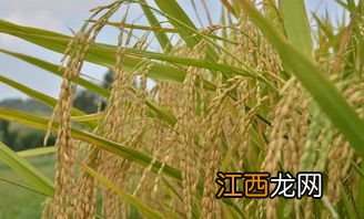 水稻南种北引生育期