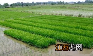 水稻南种北引生育期