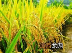 水稻大多适合在南方生长说明植物生长