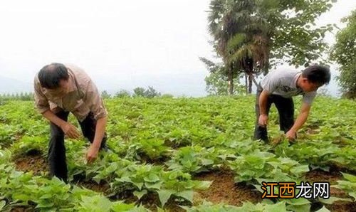 红薯北方栽苗几月份