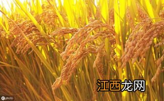 水稻抛秧盘使用方法