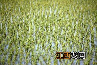 水稻能不能直接种水里