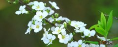 雪柳干枝开完花怎么办呢 雪柳干枝开完花怎么办