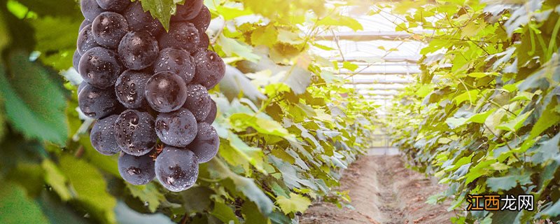 葡萄种植方法与技术管理 葡萄种植时间和方法