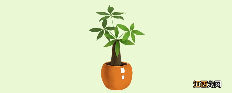 发财树的叶子发黄是怎么回事都掉了 发财树的叶子发黄是怎么回事