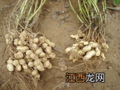 花生渣怎么做肥料