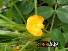 花生空花的意思