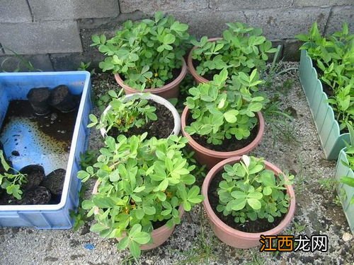 花生盆栽的种植方法