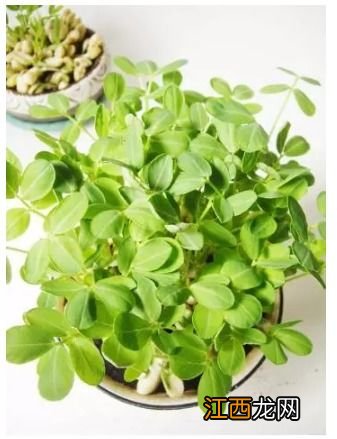 花生盆栽的种植方法