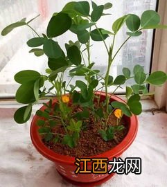 花生盆栽的种植方法