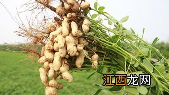 花生怎么种植方法