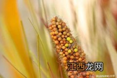 棉花算粮食作物吗