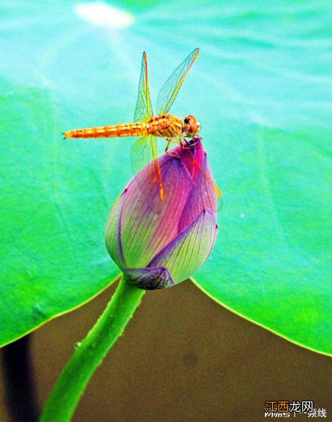 荷花韵美在六月,红晕脂痕照出水