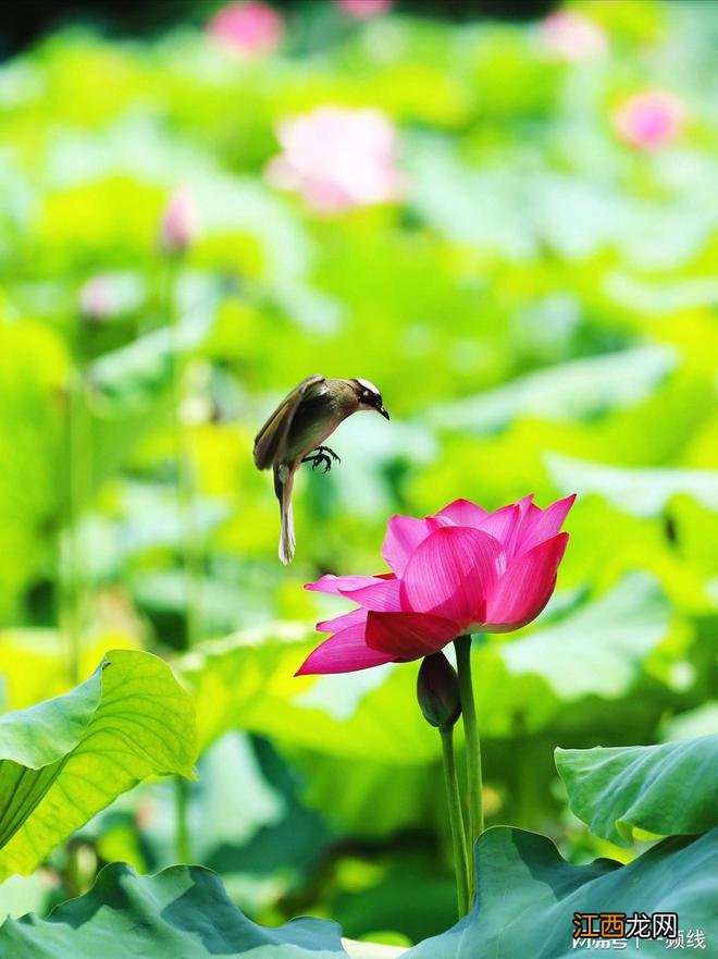 荷花韵美在六月,红晕脂痕照出水