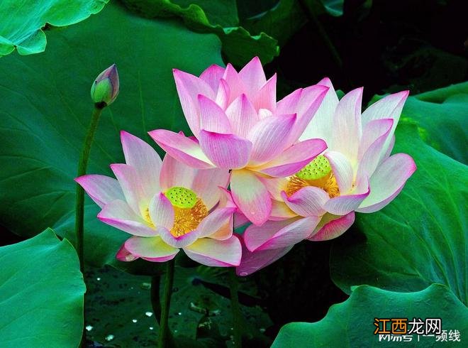 荷花韵美在六月,红晕脂痕照出水