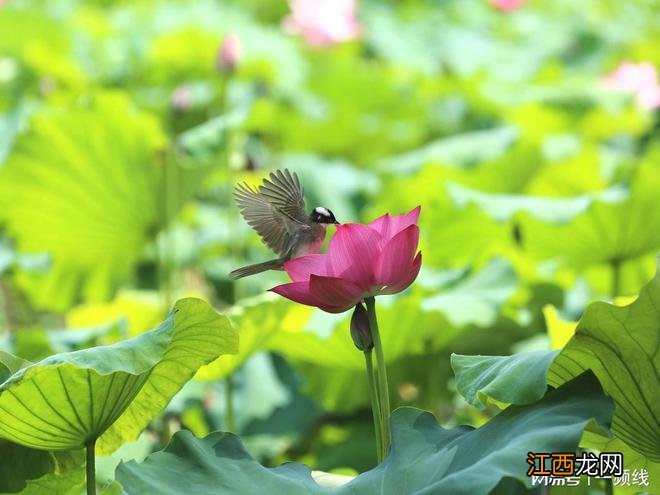 荷花韵美在六月,红晕脂痕照出水