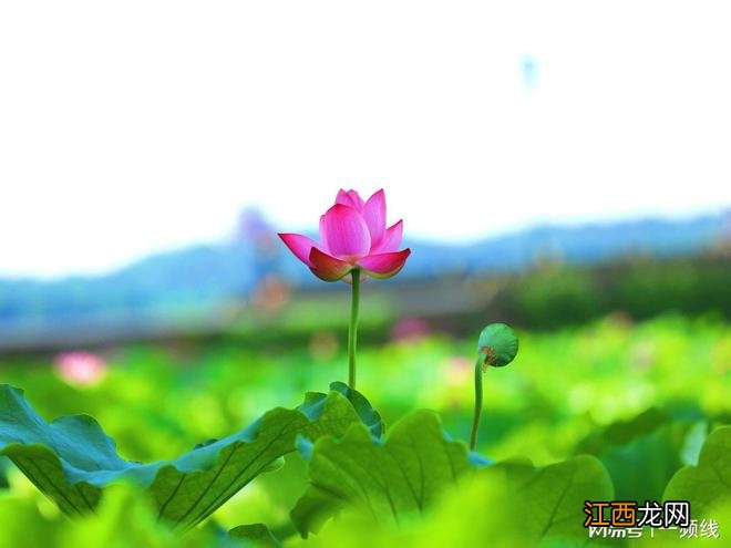 荷花韵美在六月,红晕脂痕照出水