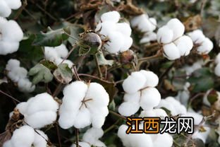 棉花发黄是什么原因