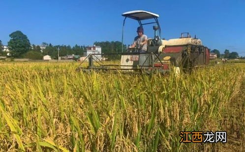 水稻重金属超标的原因