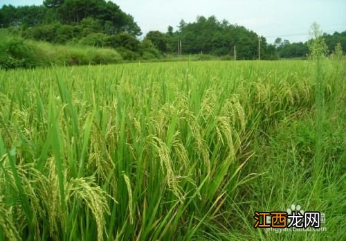 水稻促花肥什么时候施