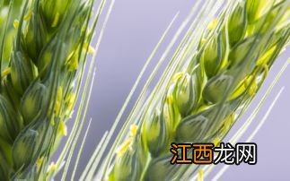 小麦开花吗