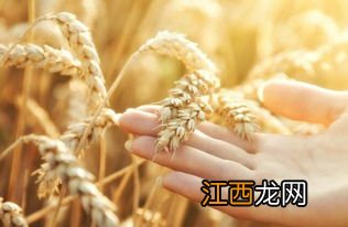 小麦有没有胚乳