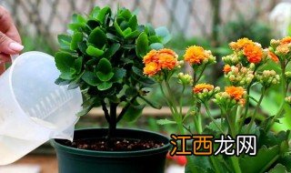 长寿花换盆注意事项和方法，长寿花换盆注意事项和方法图解