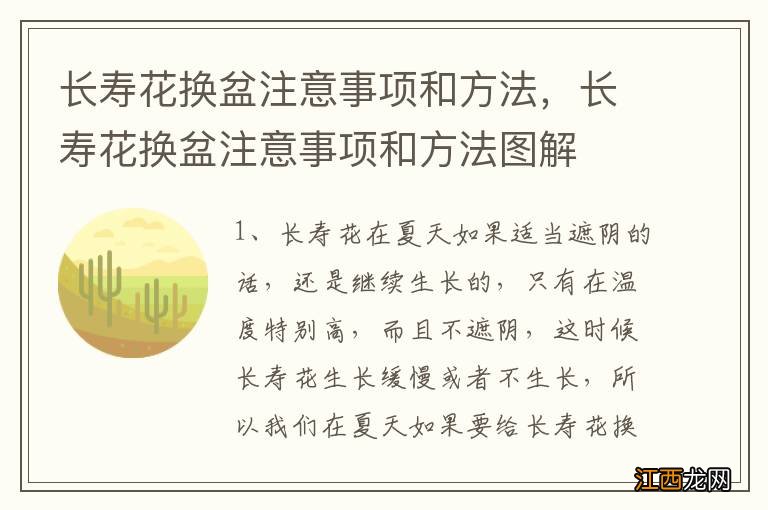 长寿花换盆注意事项和方法，长寿花换盆注意事项和方法图解