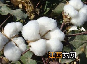 棉花打杈是促进还是抑制顶端优势