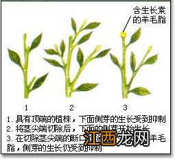 棉花打杈是促进还是抑制顶端优势