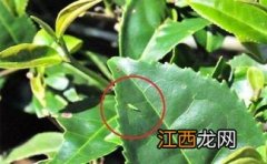 茶树病虫害防治技术