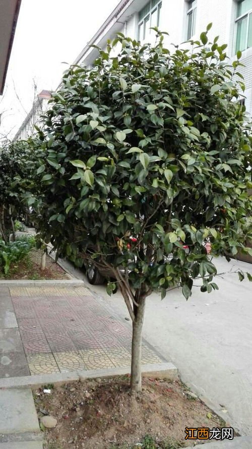 茶树不开花是什么原因