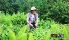 茶树什么时候剪枝