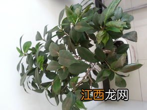 茶树干枯怎么救