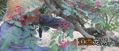 花椒怎么晒出来颜色好