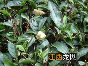 茶树怎么才能开花