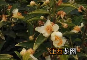 茶树怎么才能开花