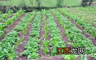 茶树套种什么农作物