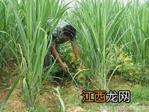 茶树套种什么农作物