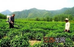 茶树需要打农药吗