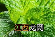 玉米含雌激素吗 玉米含糖量高吗