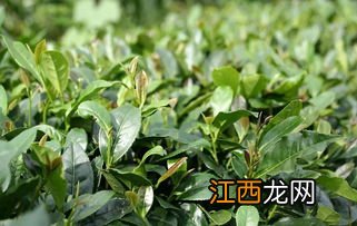 茶树枯叶怎么回事