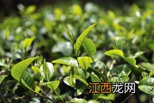 茶树叶片背面生的是什么颜色绒毛