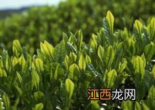 茶树按树型分为哪三类