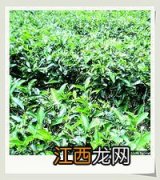 茶树按树型分为哪三类