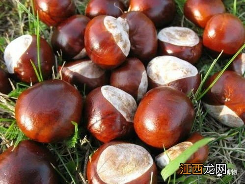 马栗和板栗的区别