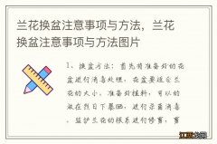 兰花换盆注意事项与方法，兰花换盆注意事项与方法图片