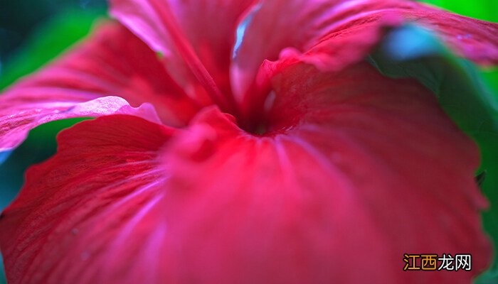 芙蓉花怎么管理怎么浇水 芙蓉花怎么管理